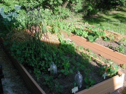 The Veggie Patch